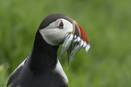 Puffins Of Skomer Island