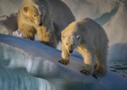 Arctic Adventure