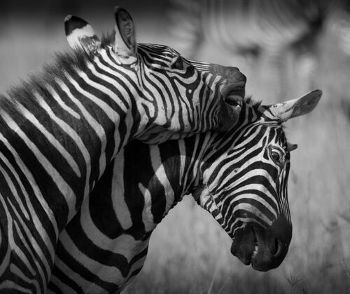 Zebra fight