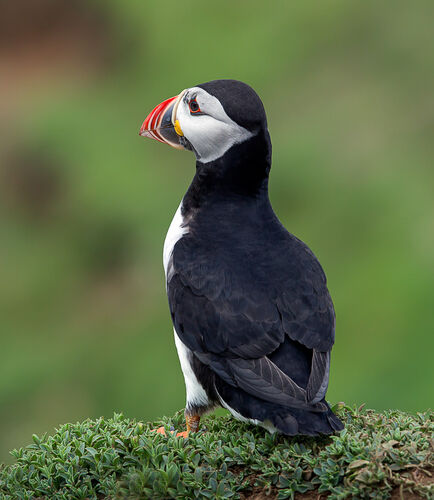Skomer-11