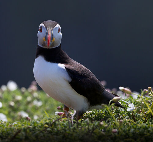 Skomer-12
