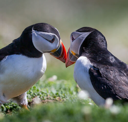 Skomer-13
