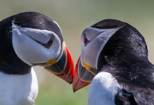 Skomer-14
