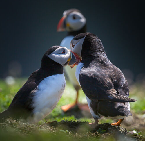 Skomer-15