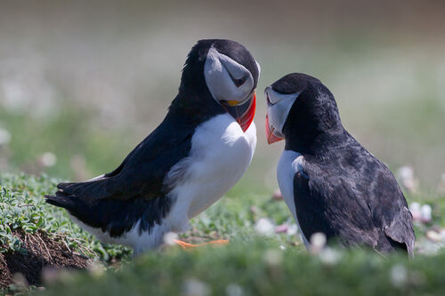 Skomer-16