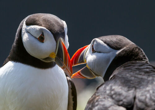 Skomer-17