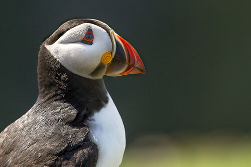 Skomer-18