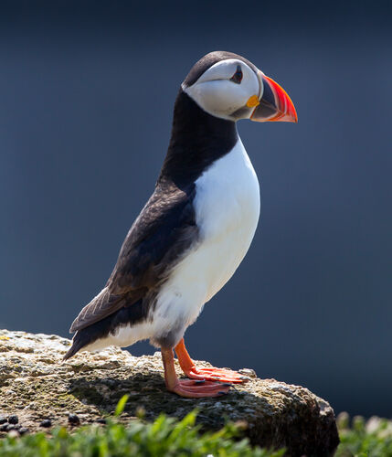 Skomer-19