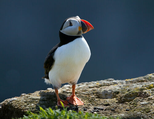 Skomer-20