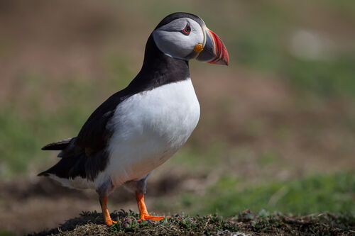 Skomer-21