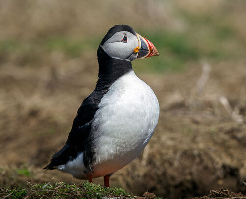 Skomer-24