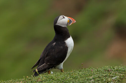 Skomer-25