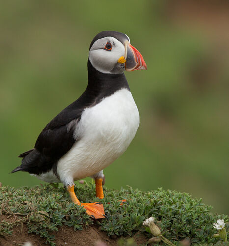 Skomer-27