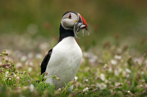 Skomer-28