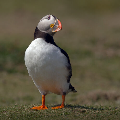 Skomer-30