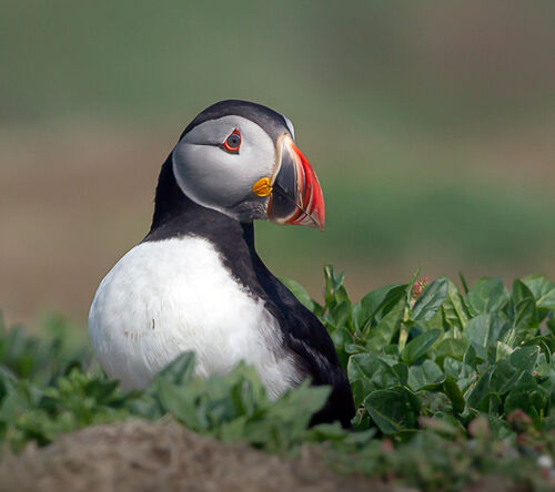 Skomer-31