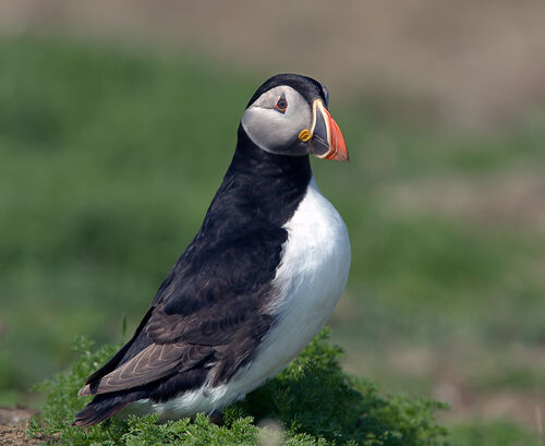 Skomer-34