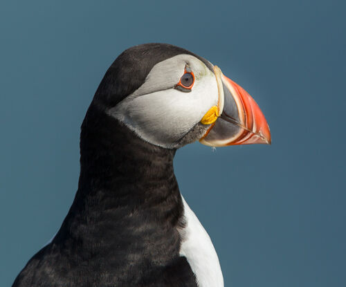 Skomer-35