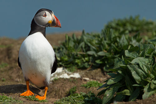 Skomer-36