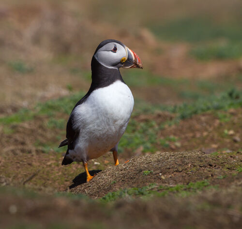 Skomer-37