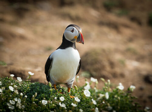 Skomer-39