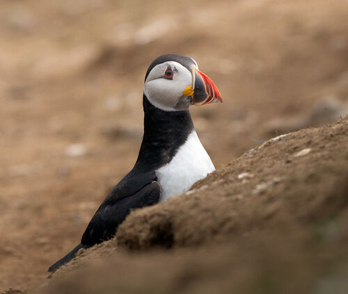 Skomer-40