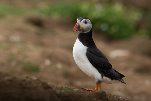Skomer-41