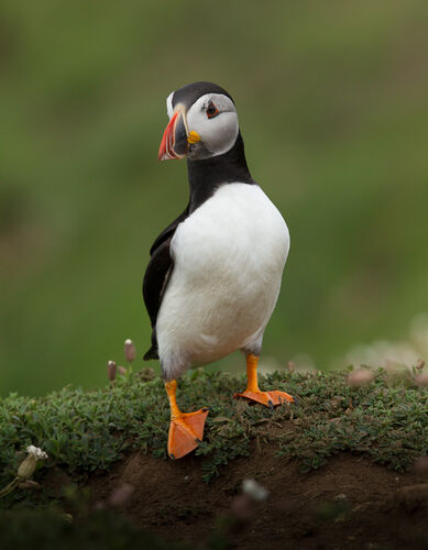 Skomer-42