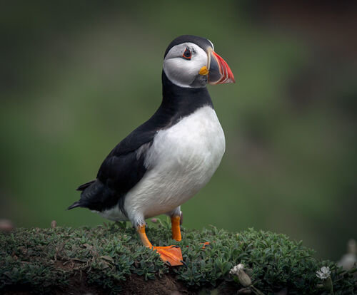 Skomer-43