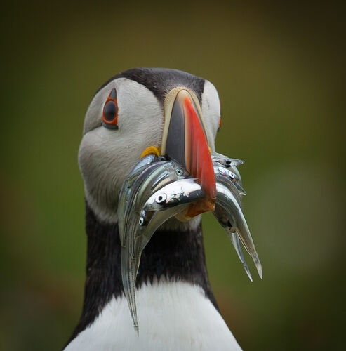 Skomer-44
