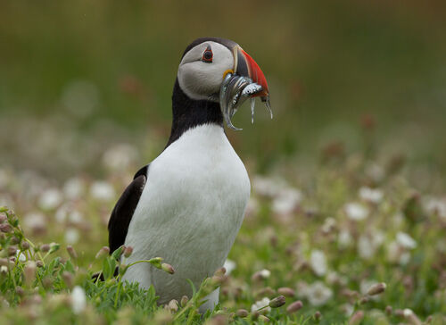Skomer-45