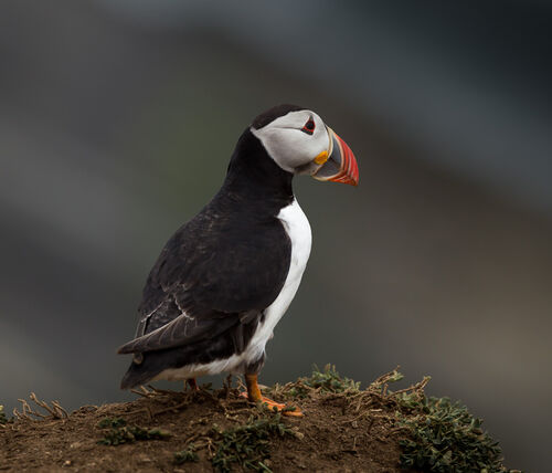 Skomer-46