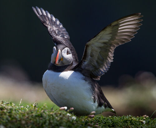 Skomer-47