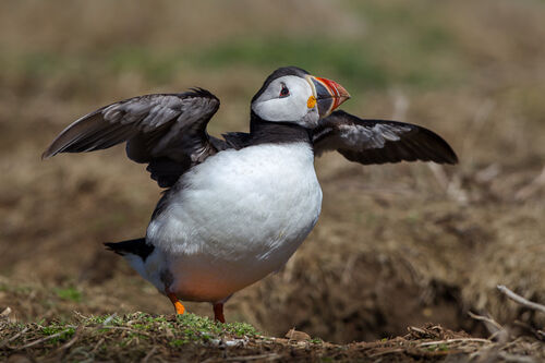 Skomer-48
