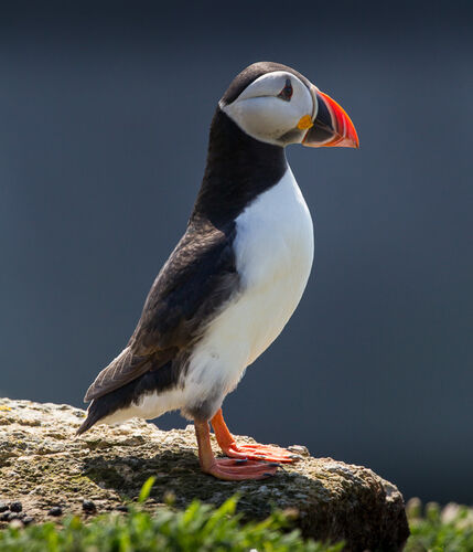 Skomer-49