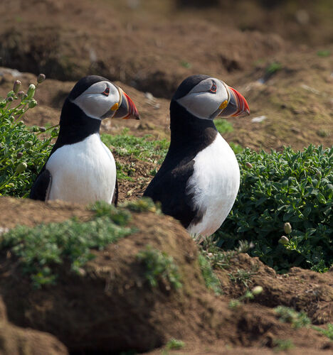 Skomer-50