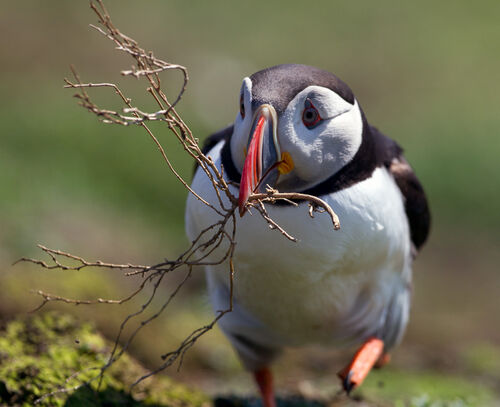 Skomer-51