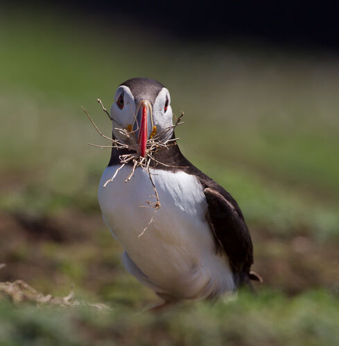 Skomer-52