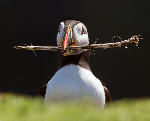 Skomer-53