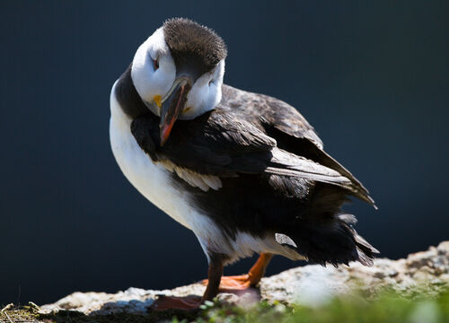 Skomer-54