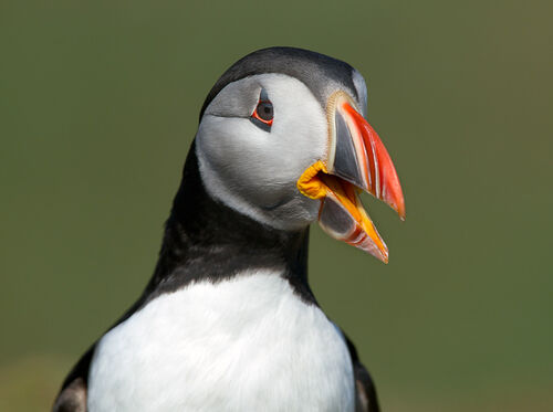 Skomer-55