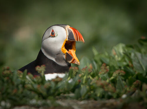 Skomer-56