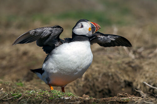 Skomer-57