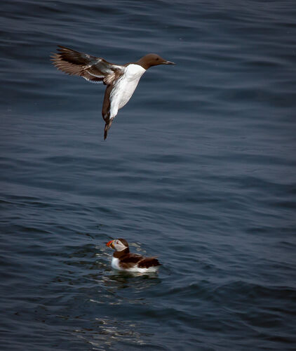 Skomer-68