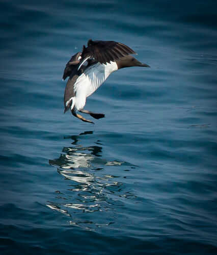 Skomer-69
