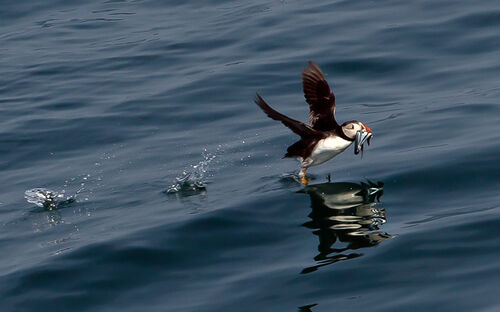 Skomer-70