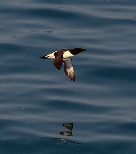 Skomer-71