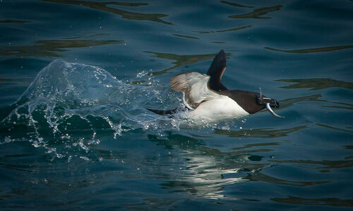Skomer-76