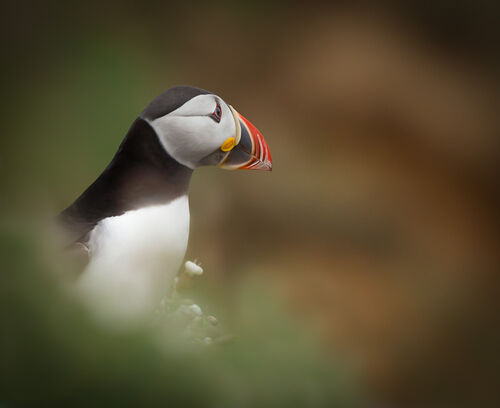 Skomer-80