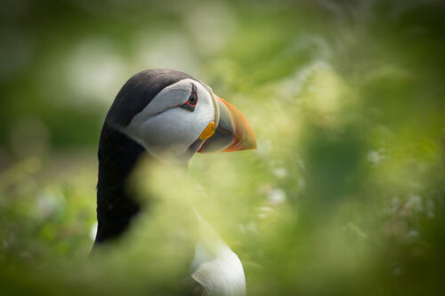 Skomer-81